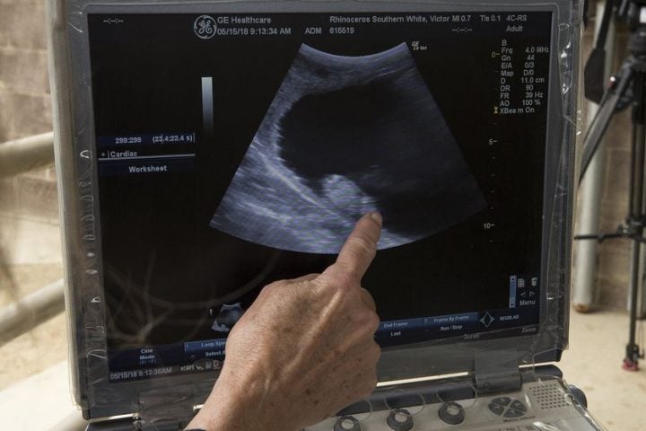 victoria_rhino_ultrasound