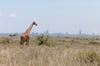 giraffe-with-nairobi-in-background-2021-08-26-16-22-42-utc Large