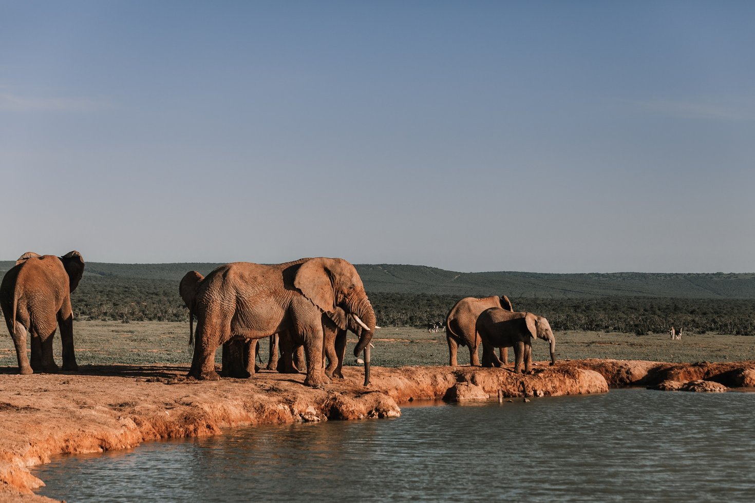World Elephant Day: Elephant conservation, wildlife protection, endangered species, elephant awareness, wildlife advocacy.