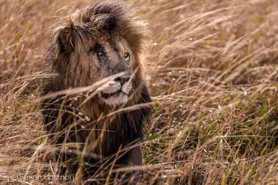 Kenya’s Most Famous Lions: World Lion Day 2022