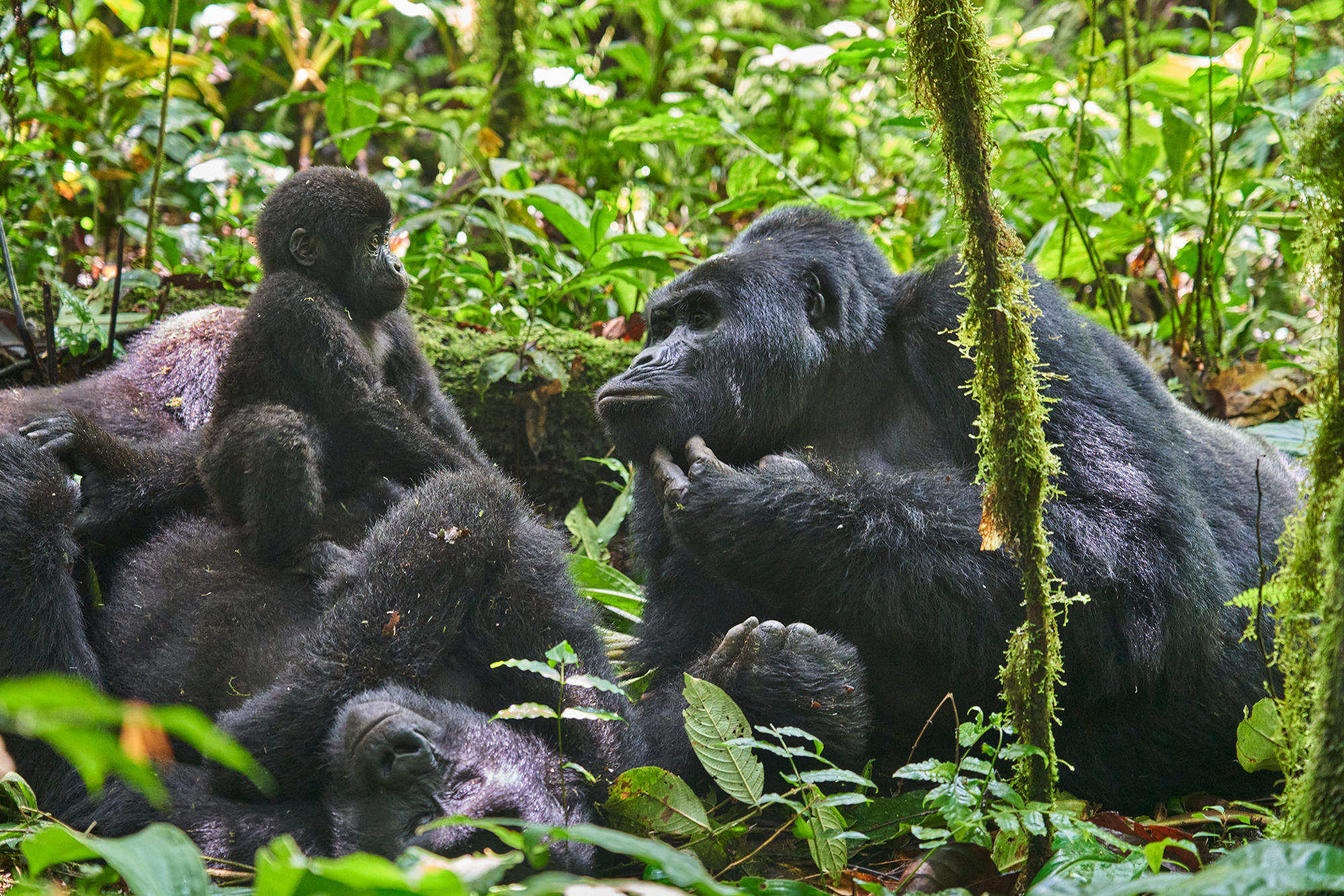 wamutwe-nkuringo_group