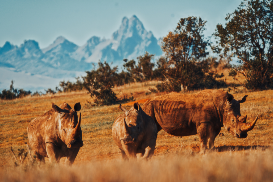 Witness the magic of Borana Conservancy in Kenya. Learn how they're empowering locals & protecting rhinos