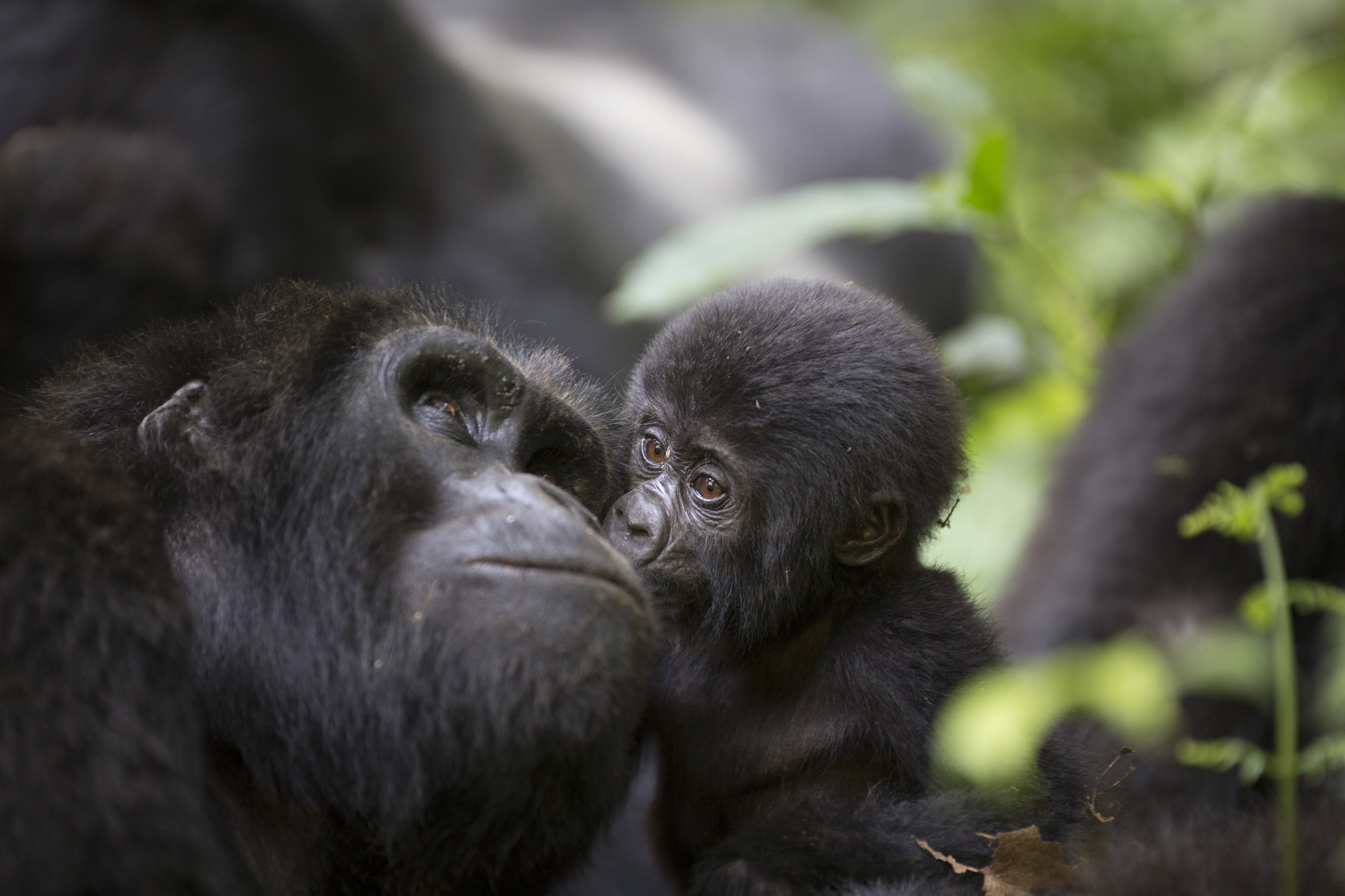 A baby mountain wild gorilla kisses his mother