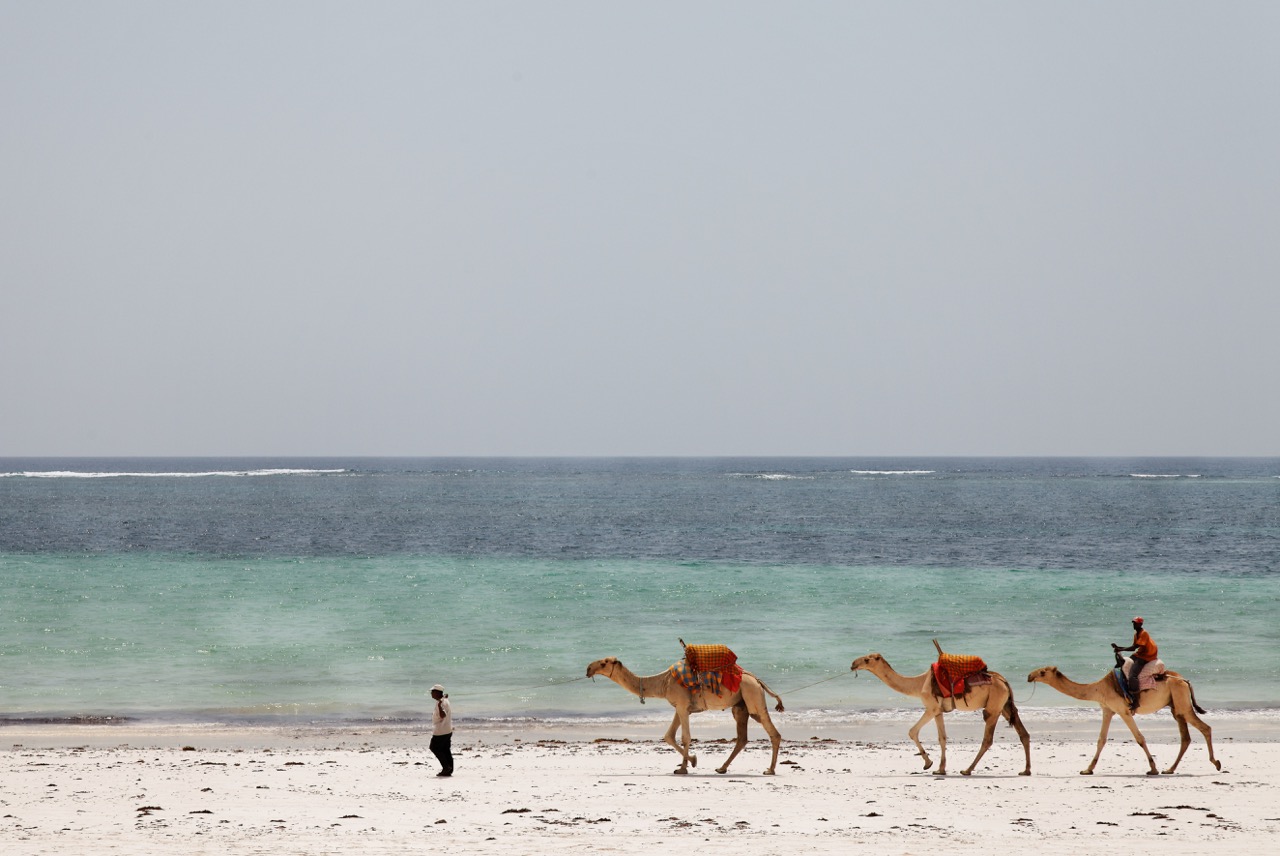 Beach Camels  Large