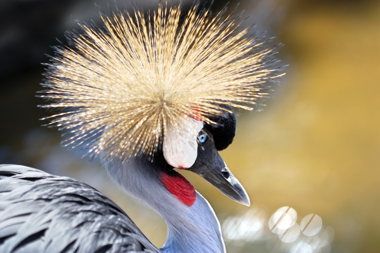 Close-up portrait of a Grey Crowned Crane (Balearica regulorum), the national bird of Uganda Large