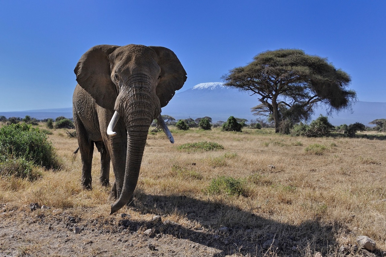 EABL Elephant Conservation - photo by AmboseliParkKenya.com Large