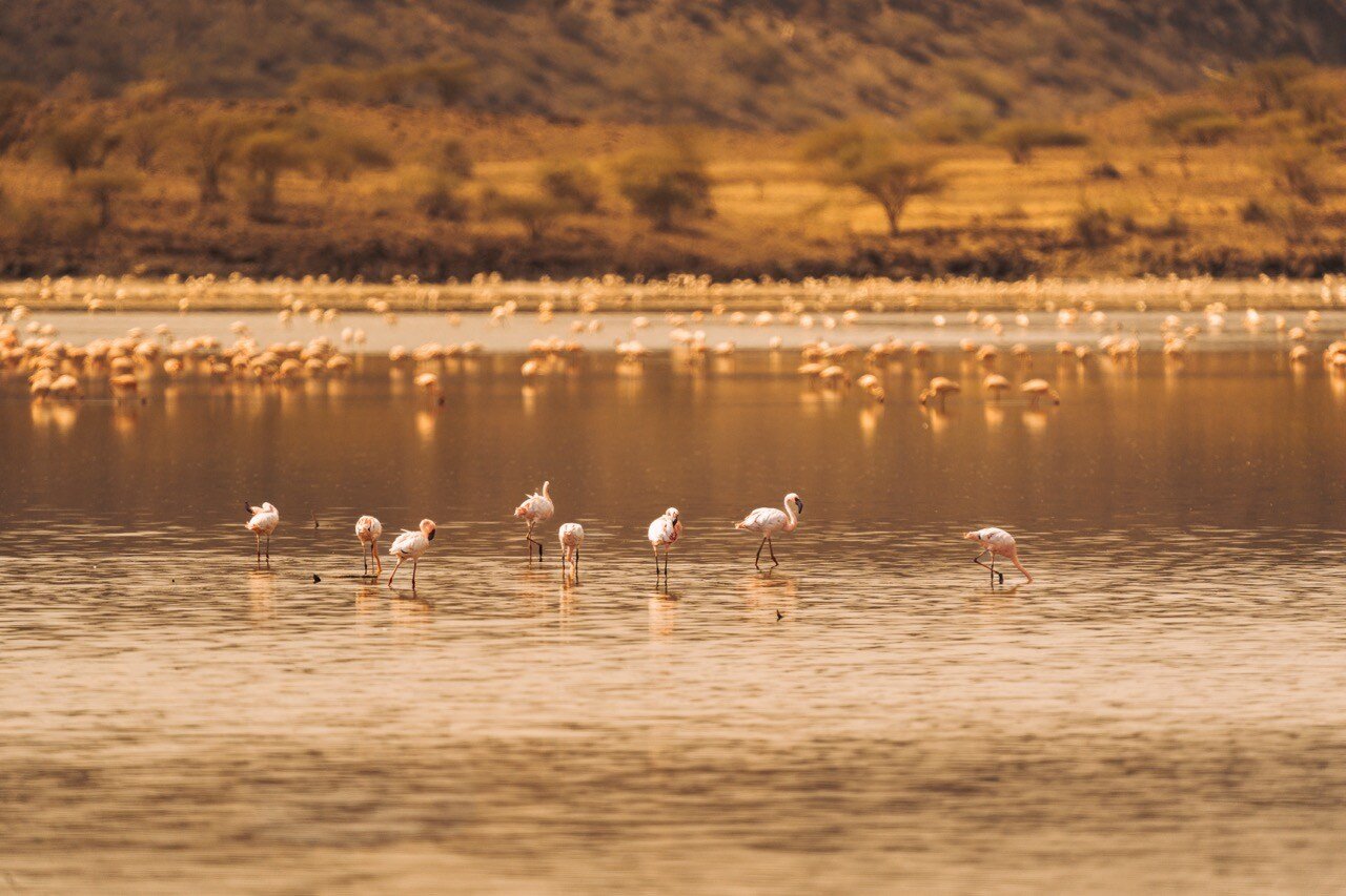 Flamingo shot (1) Large