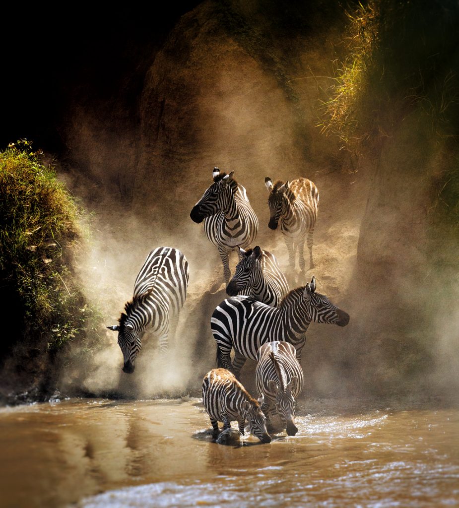 Insider's Guide: Great Migration Safari, wildebeest migration, African wildlife, Serengeti, Maasai Mara, Kenya tourism.