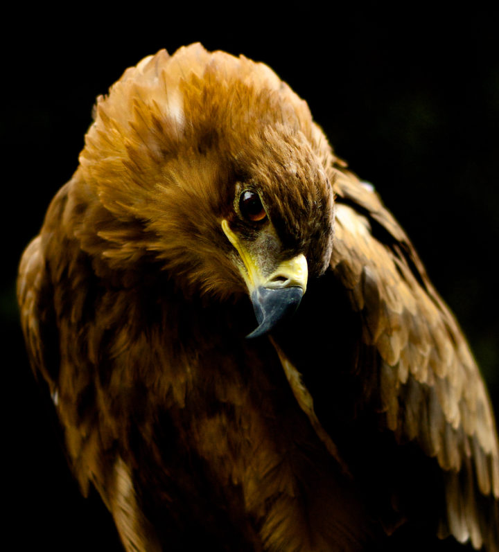 Discover raptor rescue efforts in Naivasha with Nomad Africa's interview featuring Shiv Kapila. Learn about bird conservation and wildlife protection.