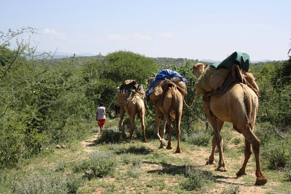 A Camel Safari in Laikipia: Adventure Travel, Camel Trekking, Safari Experience, Laikipia Wilderness, African Safari.