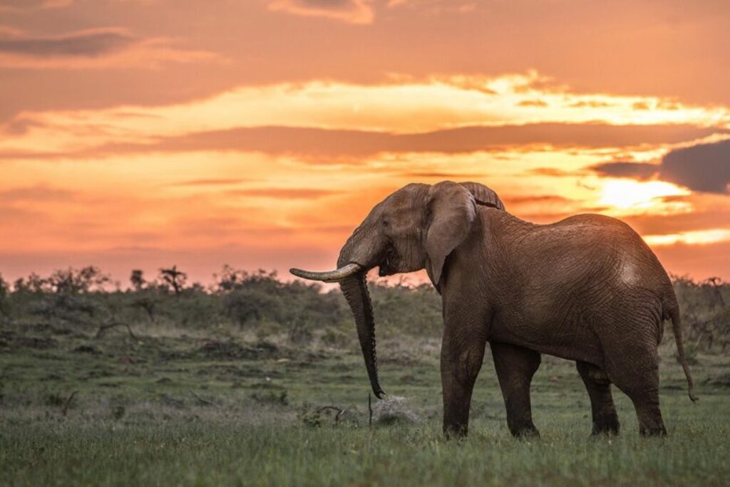 Kenya's Top Conservancies: What Makes Them Special - Explore conservation with Nomad Africa. Discover wildlife, nature, and sustainability.