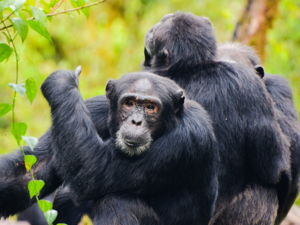 Tracking the chimps: a Ugandan adventure. Explore wildlife encounters, conservation, eco-tourism, safari, and nature in Uganda.