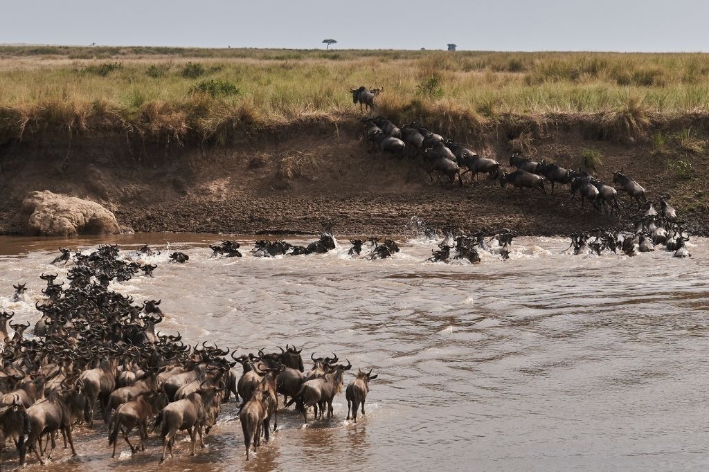 The greatest show on earth: Explore wildlife migration, safari adventures, natural wonders, conservation efforts, and breathtaking landscapes.