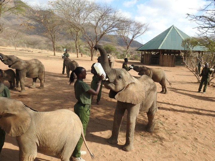 Rescuing Orphaned Elephants in Samburu: Wildlife Conservation, Elephant Rescue, Samburu National Reserve, Animal Rehabilitation.