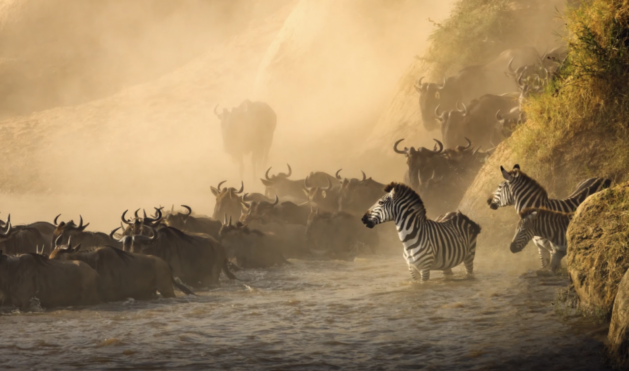 Great Migration Facts: Wildlife spectacle, Serengeti migration, Maasai Mara, African safari, nature's wonder.