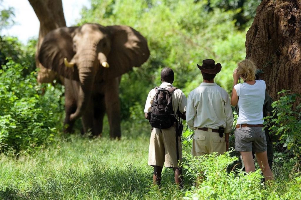 Benefits of Walking Safari: Wildlife encounters, nature exploration, adventure travel, African safari experience.