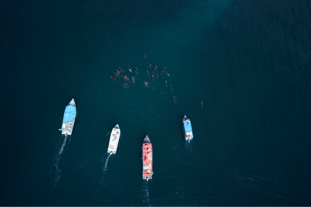 Dive into the enchanting world of dolphins with Nomad Africa's 'A Dolphin Affair'. Explore marine life, conservation, and eco-tourism in this captivating adventure.