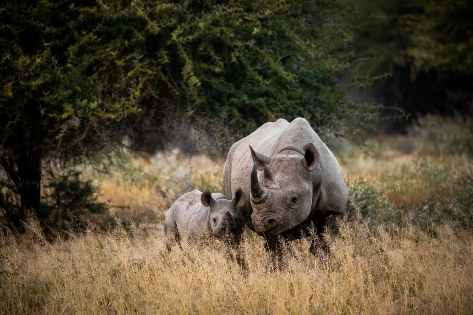 World Rhino Day 2022: 5 Interesting Rhino Facts