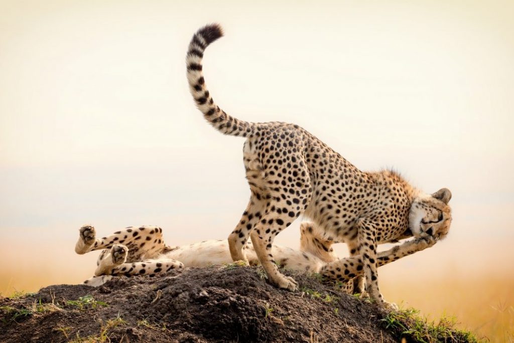Explore cheetah connections with Nomad Africa's captivating article. Discover insights into wildlife conservation and African ecosystems.