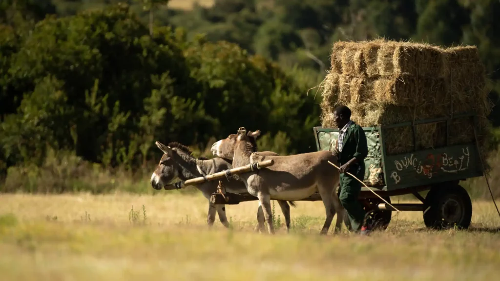 6 activities for the rustic traveller. Explore adventure, outdoor activities, nature, travel, and rustic experiences.