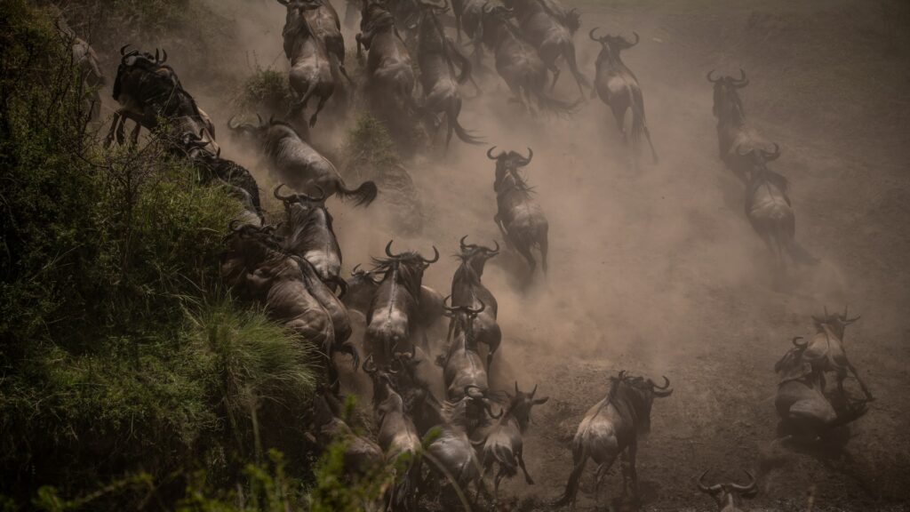 Great Migration Facts: Wildlife spectacle, Serengeti migration, Maasai Mara, African safari, nature's wonder.