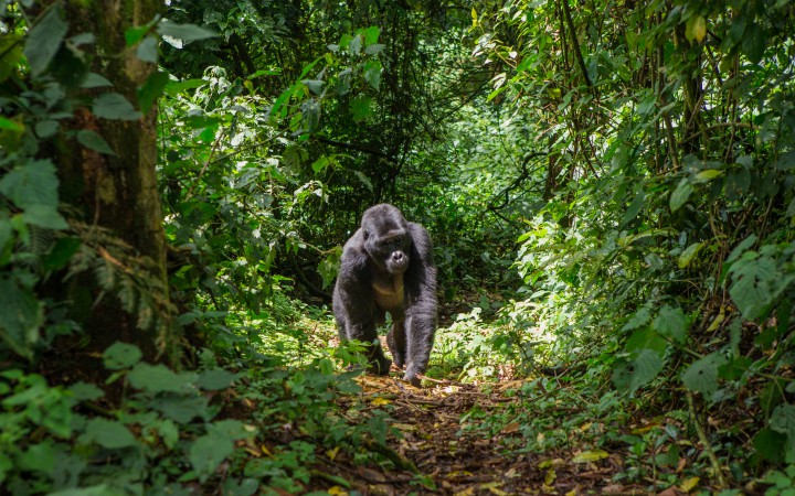 Untamed encounters: unveiling Uganda's majestic gorillas. Explore wildlife conservation, gorilla trekking, ecotourism, and natural beauty.