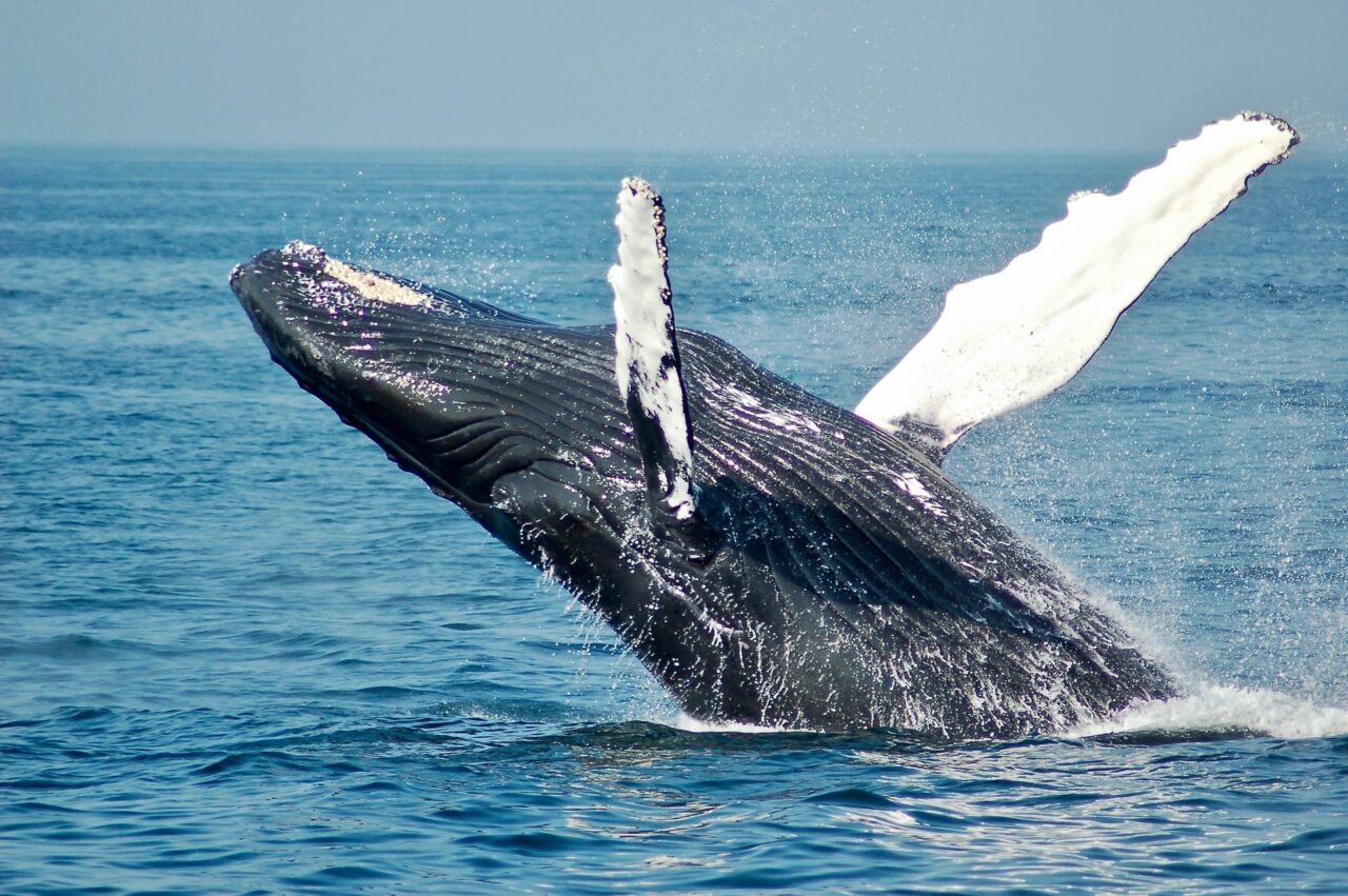 Finding Humpback Whales: Whale watching, marine adventure, humpback migration, ocean wildlife, nature exploration, aquatic wonders.