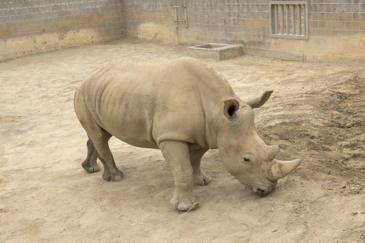 Successful Pregnancy: Northern white rhino, wildlife conservation, rhino hope, endangered species, conservation efforts.