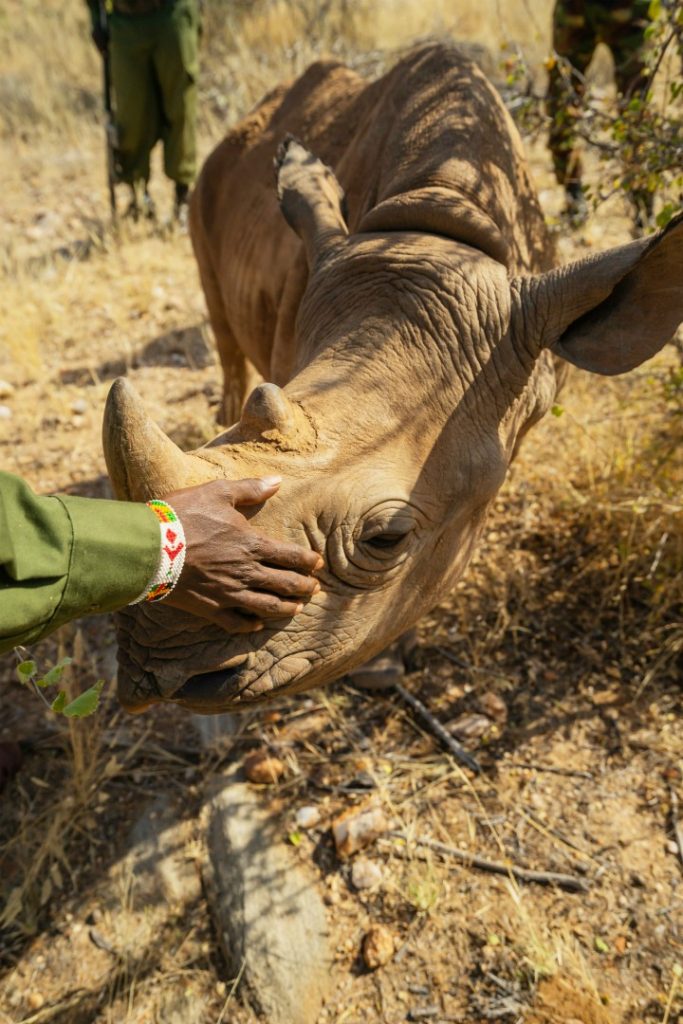 A Walk with Black Rhinos: Discover wildlife encounters with Nomad Africa. Explore conservation, safaris, and nature experiences.