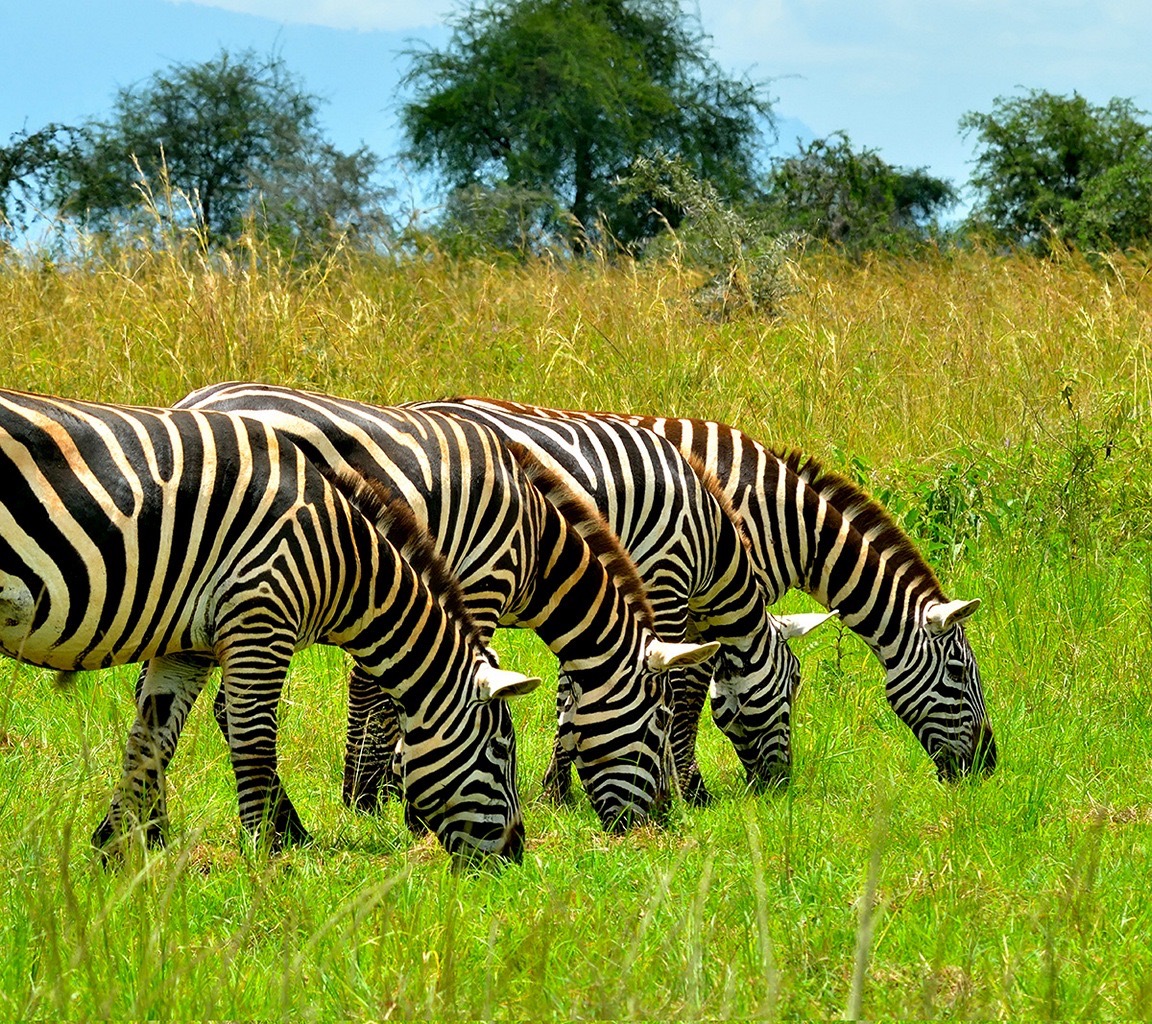 Kidepo Valley National Park  Zebras_web - Copy Large