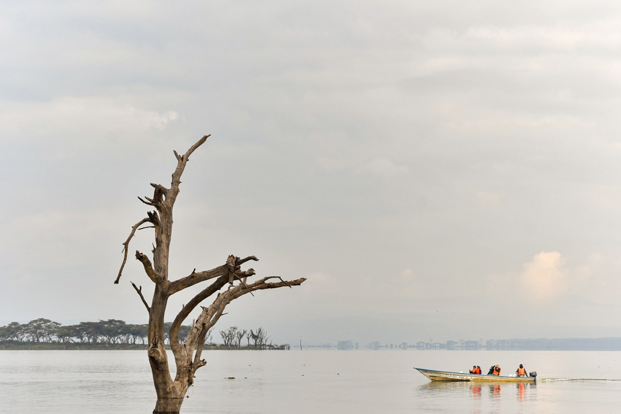 Nomad X Zollz-333 Large