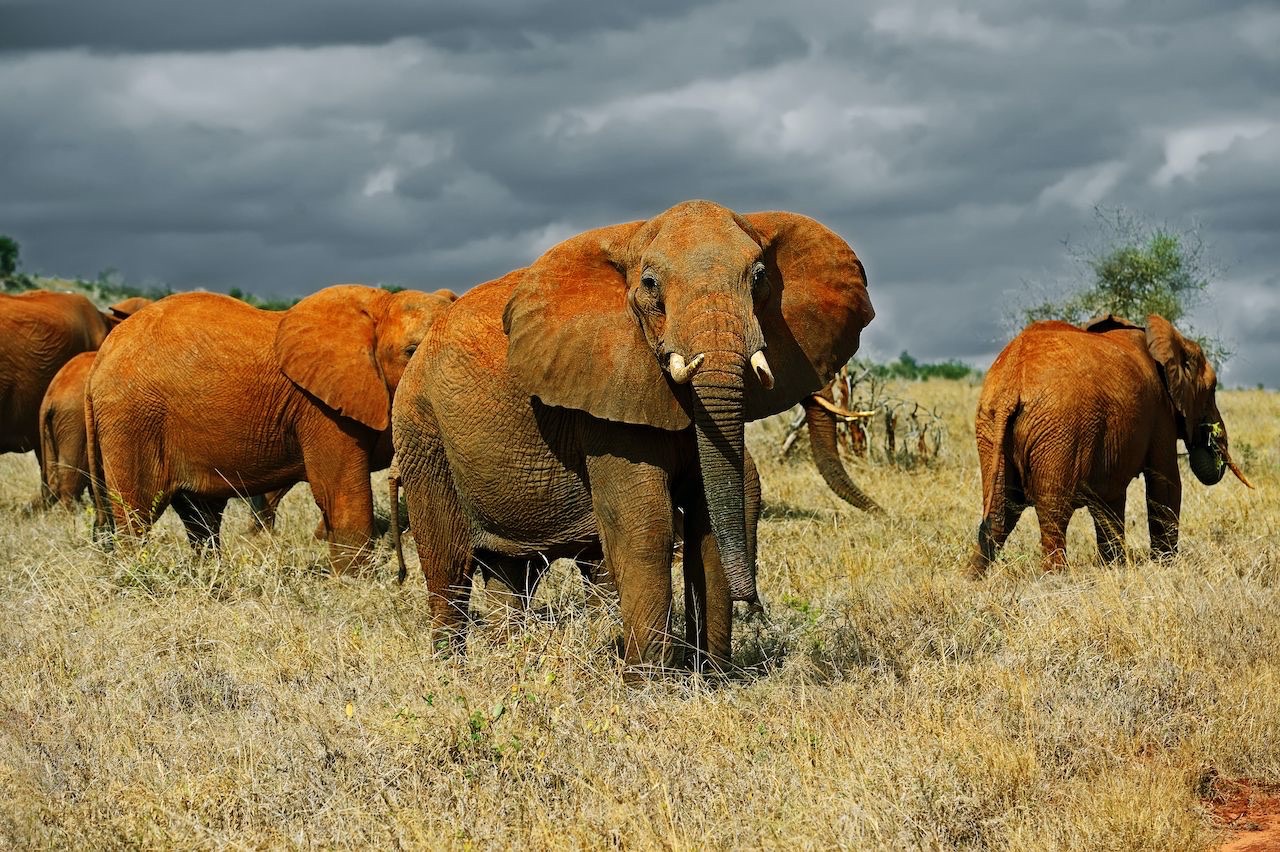 Photo courtesy Tsavo National Park Large