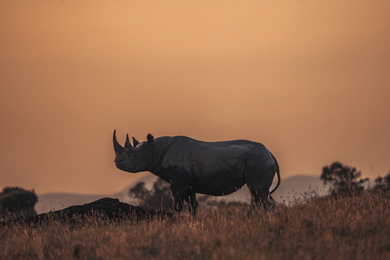 Rhinoceros Conservation: Endangered species protection, wildlife preservation, rhino conservation efforts, wildlife habitat, conservation initiatives.