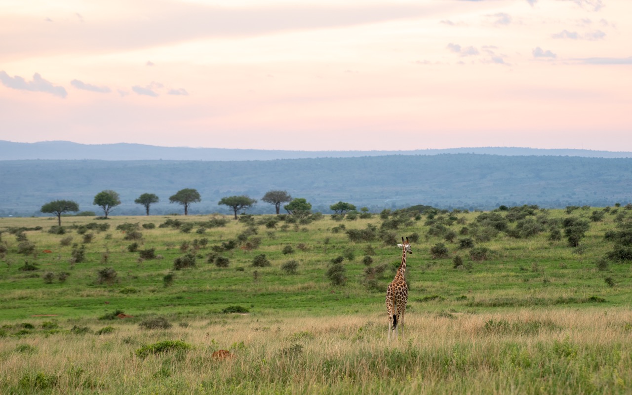 TTP23Murchison-297 Large