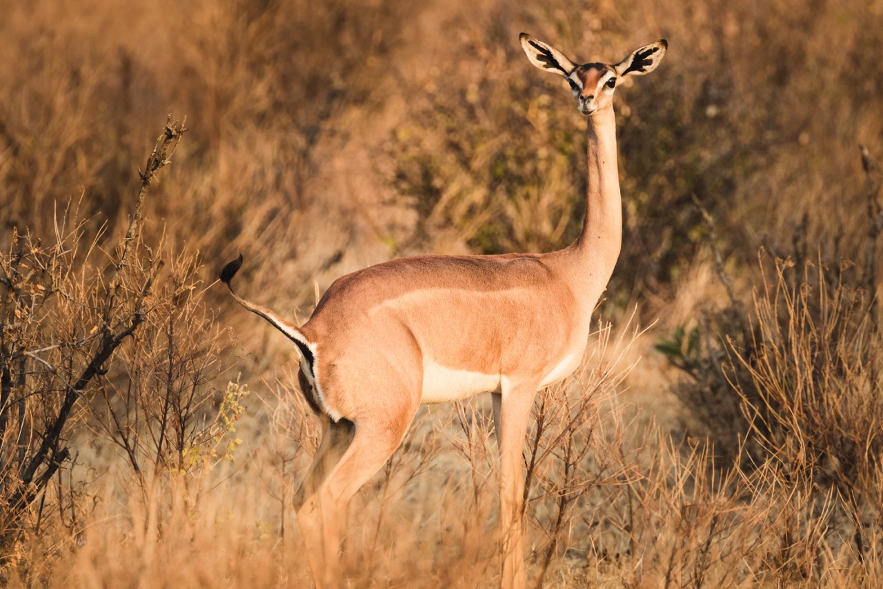 animals-in-the-wild-gerenuk-antelope-in-samburu-2021-09-03-16-18-13-utc Large