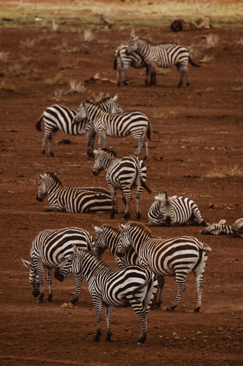 animals-in-the-wild-grevy-s-zebras-in-lewa-conse-2023-03-11-04-56-08-utc Large