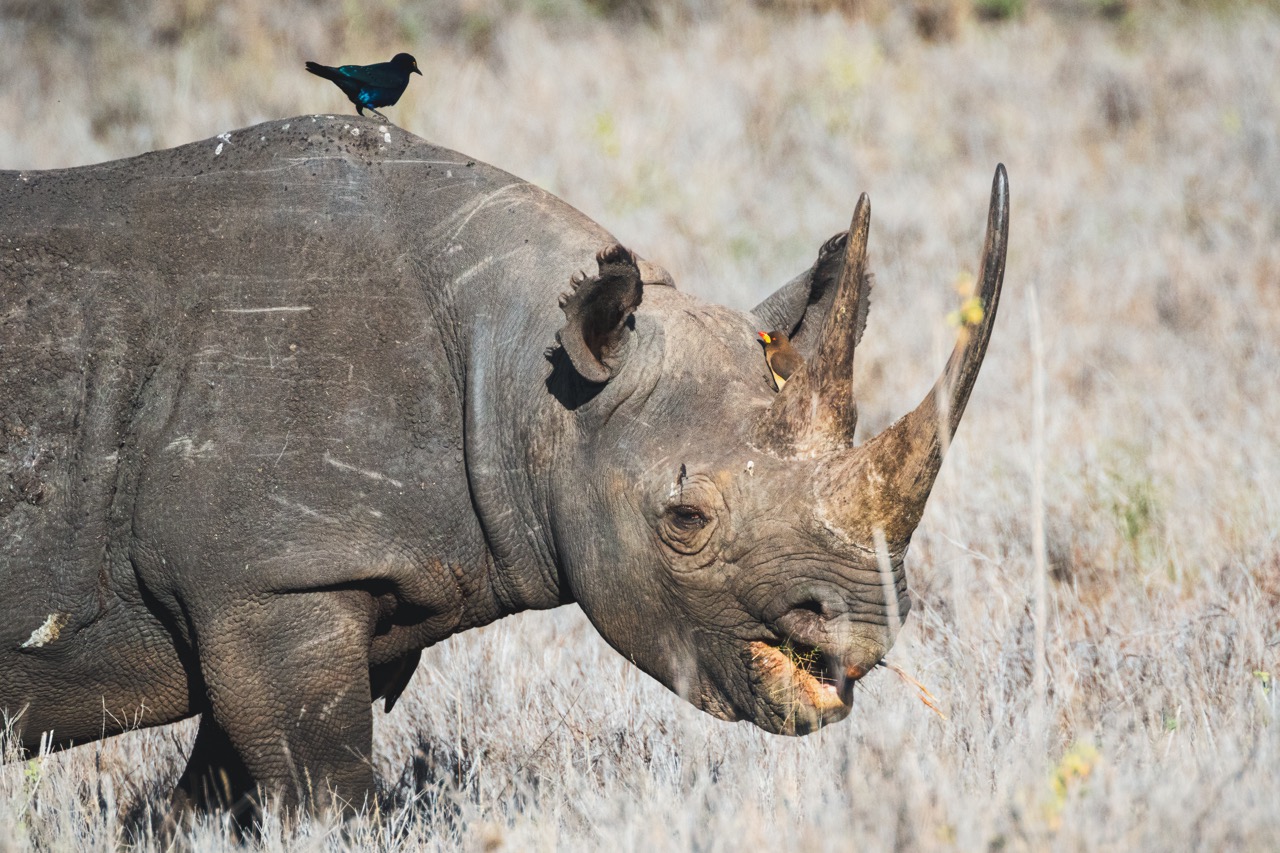 black-rhino-lewa-wildlife-conservancy-north-ken-2023-03-11-04-56-12-utc Large