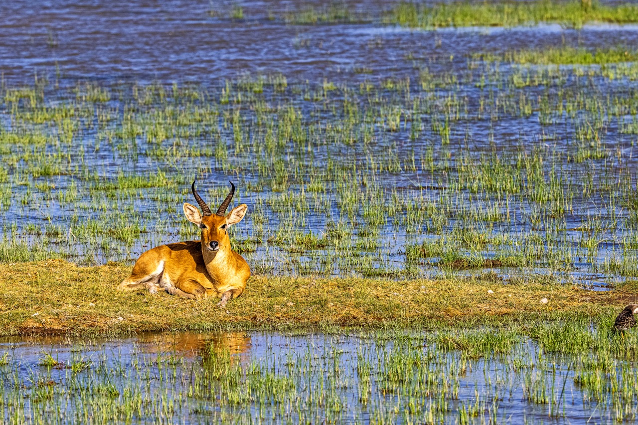 bohor-reedbuck-antelope-in-amboseli-national-park-2022-06-17-03-07-23-utc Large