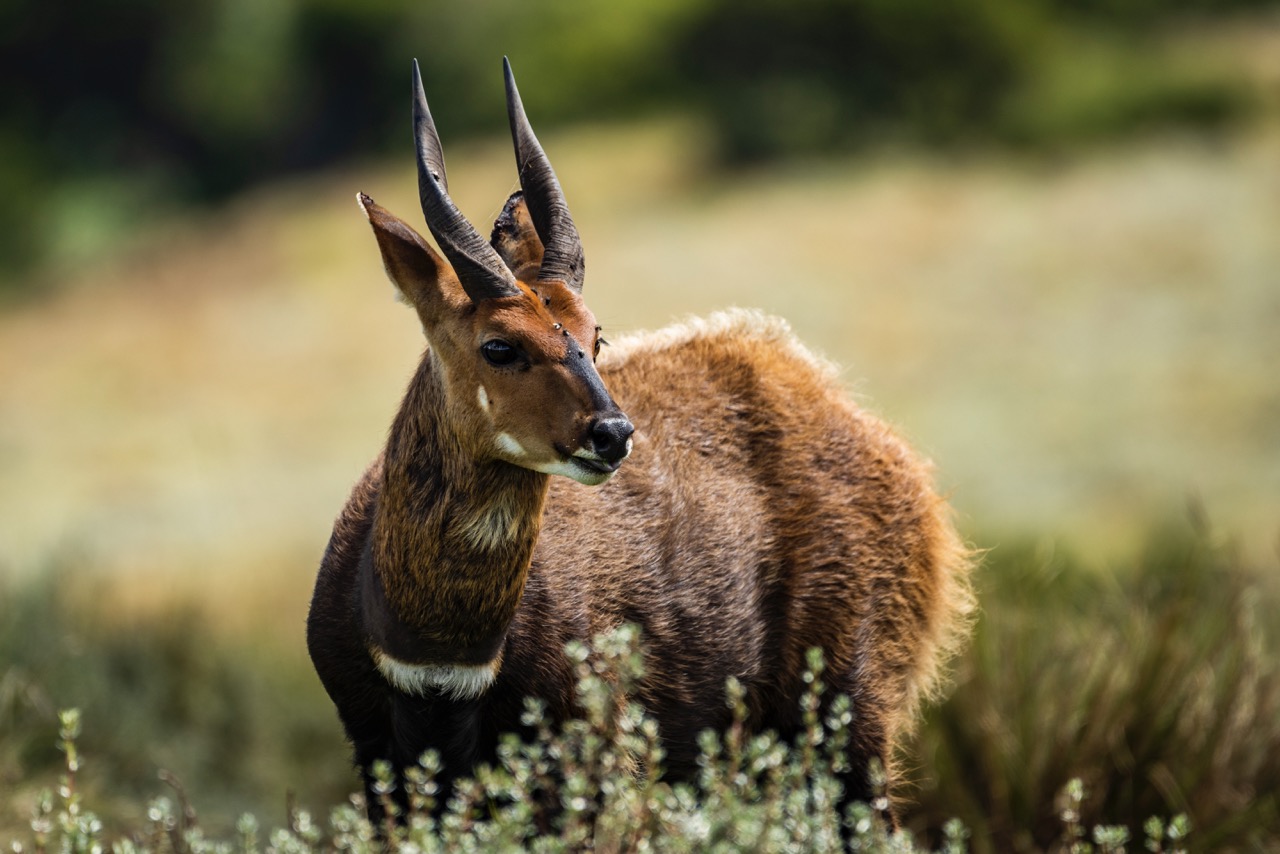 cape-bushbuck-tragelaphus-sylvaticus-in-aberdare-2022-03-09-02-45-18-utc Large