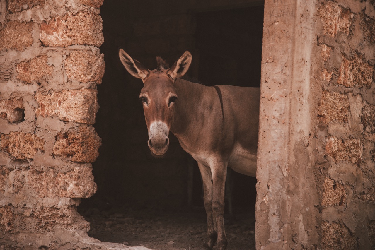 donkey-in-building-2023-06-26-17-46-43-utc Large