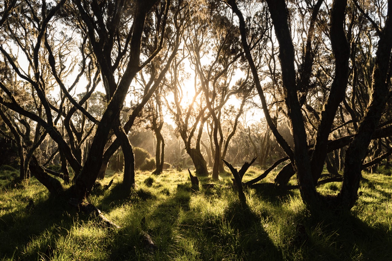 giant-heather-forest-in-aberdare-national-park-ke-2022-03-04-07-48-34-utc Large