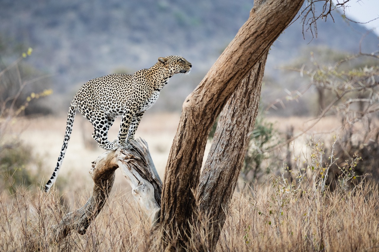 leopard-on-a-tree-at-sunset-samburu-national-res-2021-09-03-16-15-41-utc Large