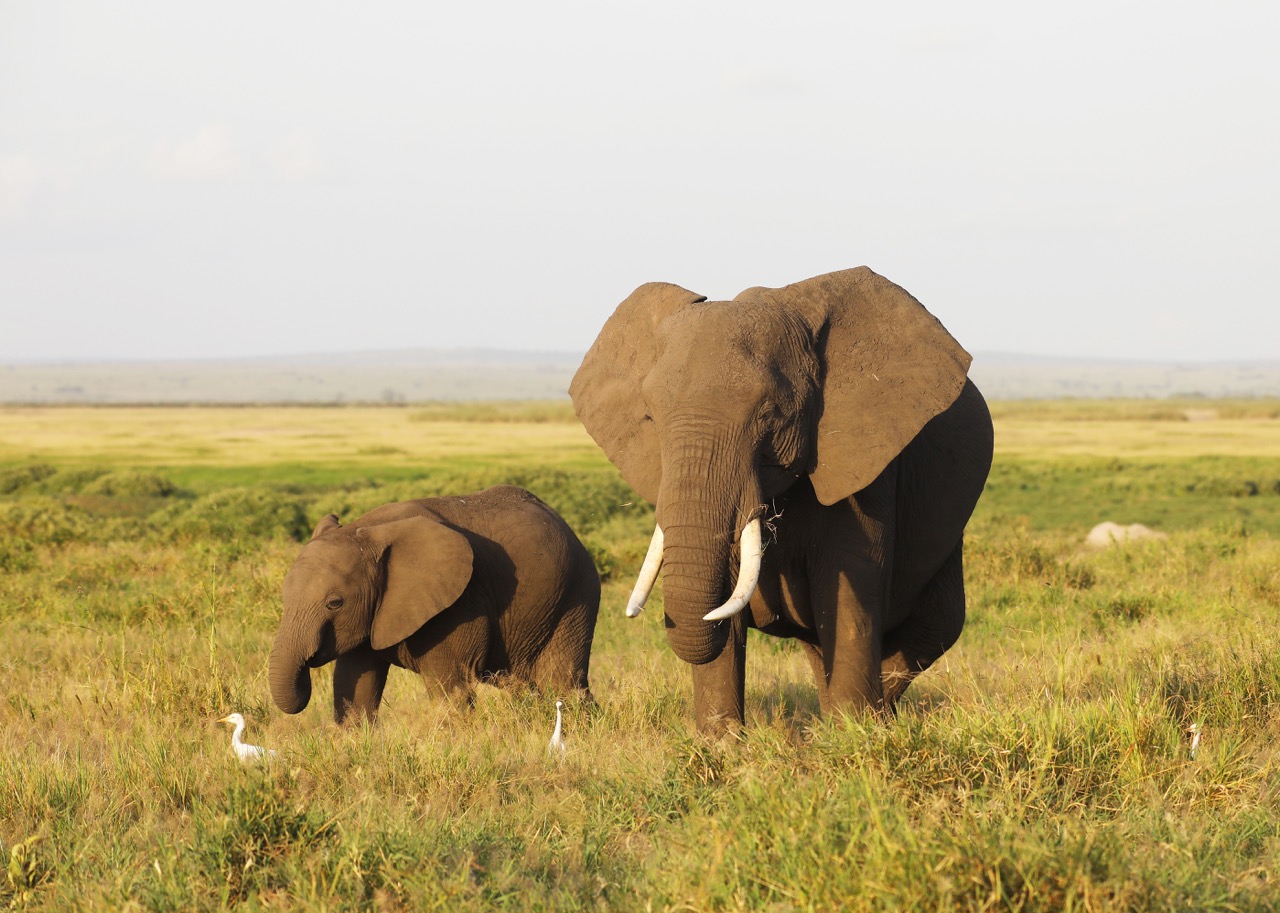 mother-and-baby-elephant-walking-on-the-savanna-of-2023-02-07-17-11-16-utc Large
