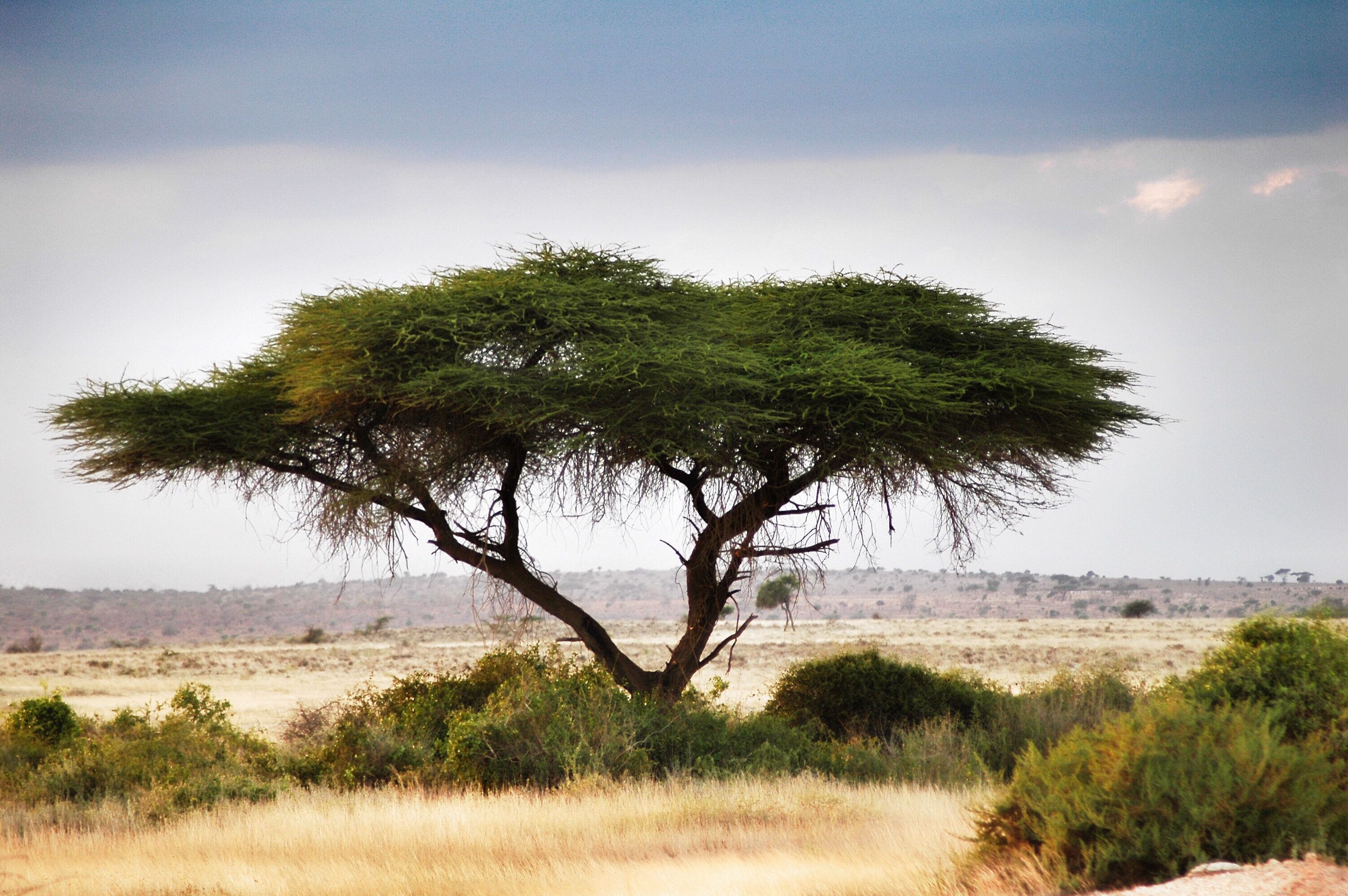 african-acacia-tree-against-a-cloudy-sky-2022-11-17-14-48-12-utc