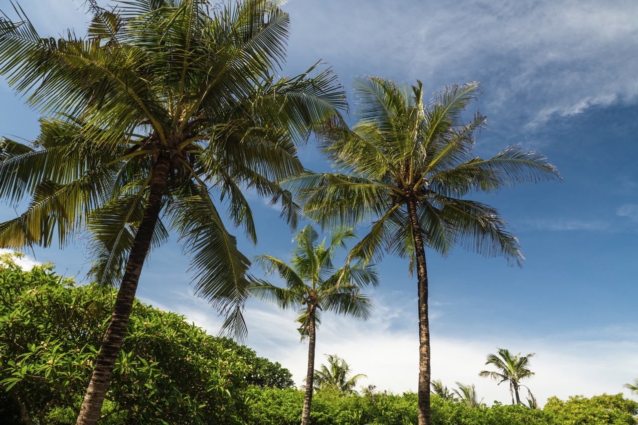 palm-trees-at-watamu-bay-beach-watamu-kilifi-cou-2022-03-08-07-37-14-utc Large Large