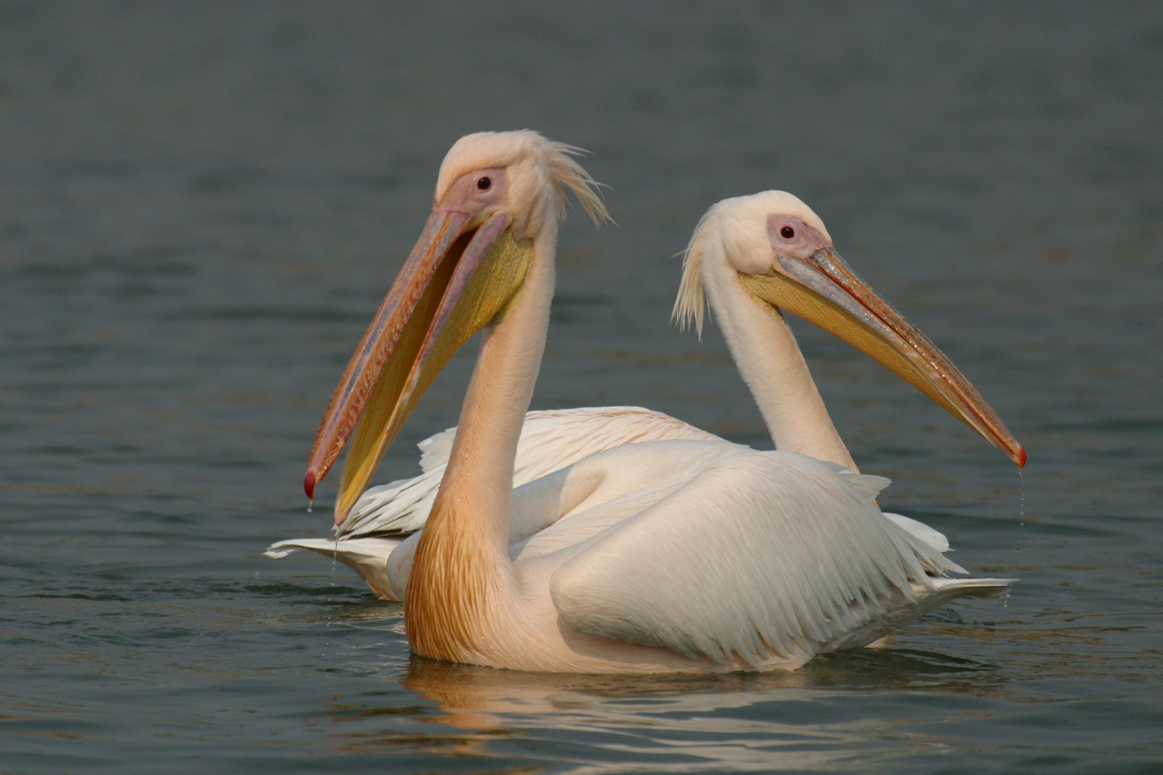 pelican - Copy