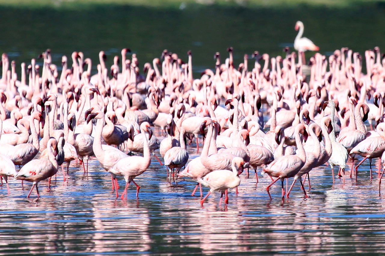 Experience Lake Nakuru's flamingo spectacle with Nomad Africa. Discover wildlife, birdwatching, and natural wonders in Kenya's stunning landscapes.
