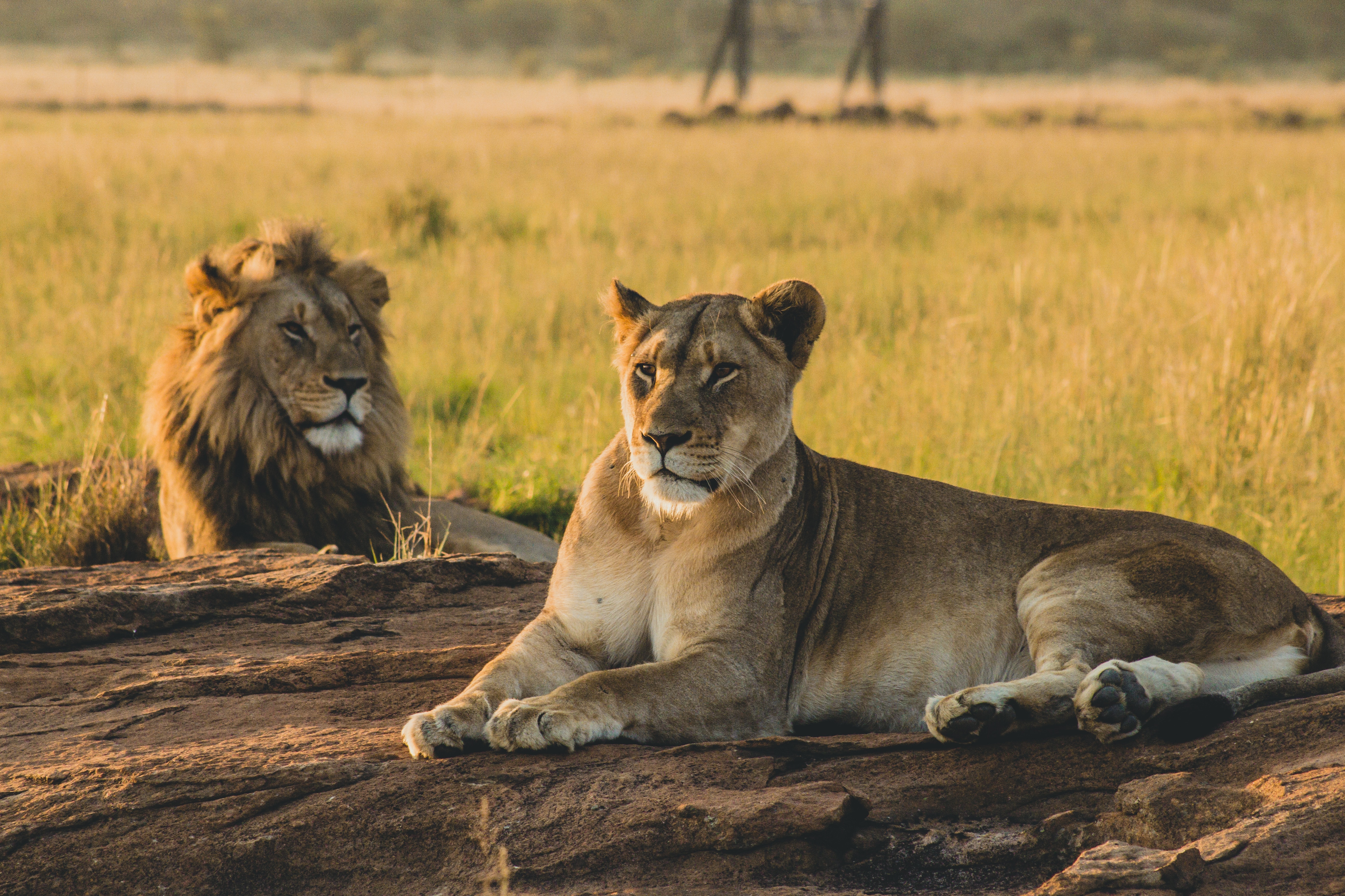 Get to Know Kenya's Most Famous Lions: World Lion Day, Lion Conservation, Wildlife Awareness, Kenya Tourism.