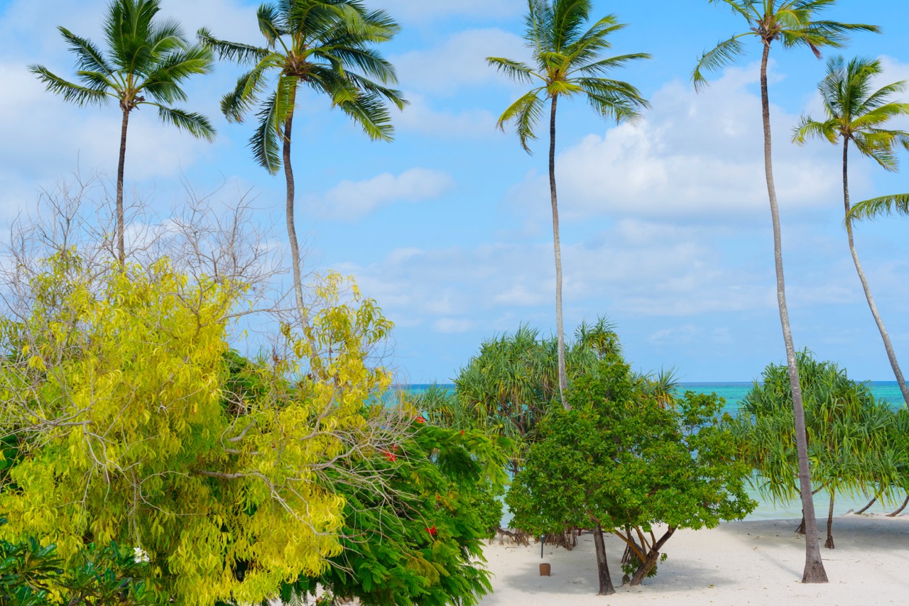 zanzibar-palms-landscape-2022-11-12-09-05-30-utc Large