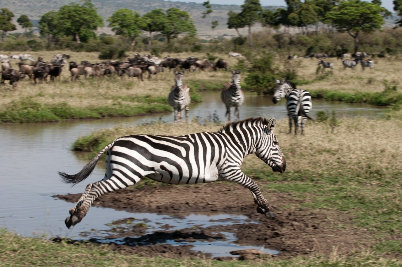 zebra-jumping-equus-quagga-maasai-mara-national-2022-03-04-01-53-17-utc Large